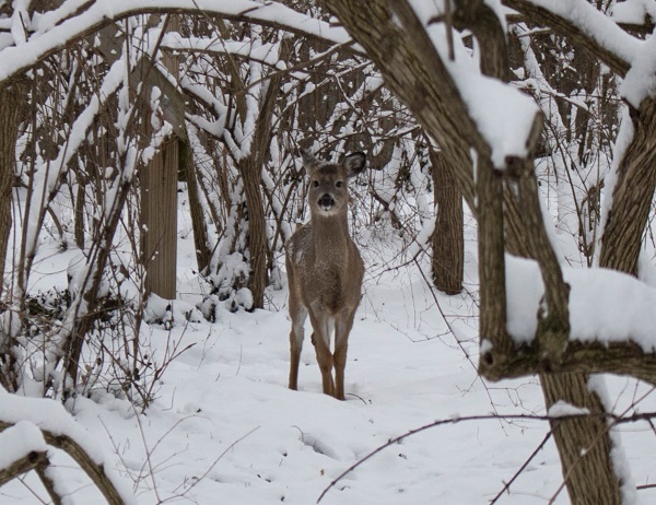 Deer in snowy forest